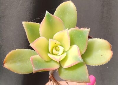 Aeonium haworthii 'Dream Color' (Kiwi Aeonium) зріз