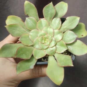 Aeonium Red Edge маківка