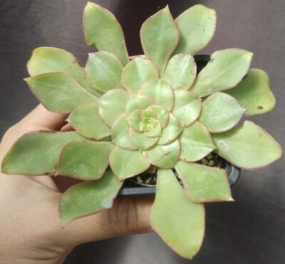 Aeonium Red Edge маківка