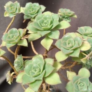aeonium haworthii yellow іспанець зріз