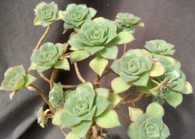 aeonium haworthii yellow іспанець зріз