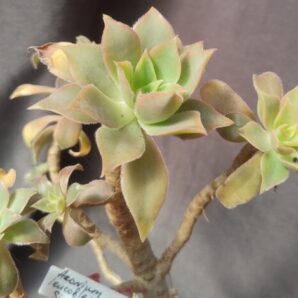 aeonium leucoblepharum sicily form зріз