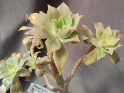 aeonium leucoblepharum sicily form зріз