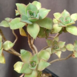 Aeonium Gomerense рослина