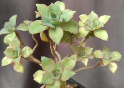 Aeonium Gomerense зріз - Зображення 2