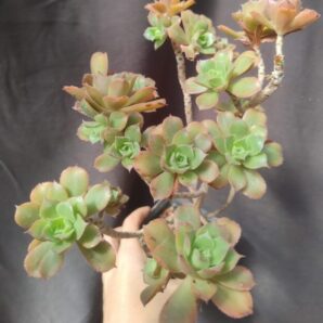 Aeonium decorum зріз