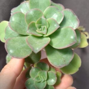 Aeonium sp зріз