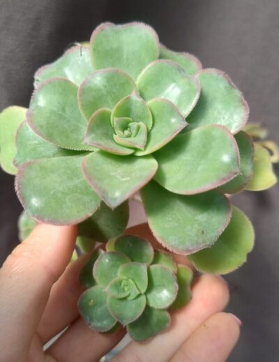 Aeonium sp зріз