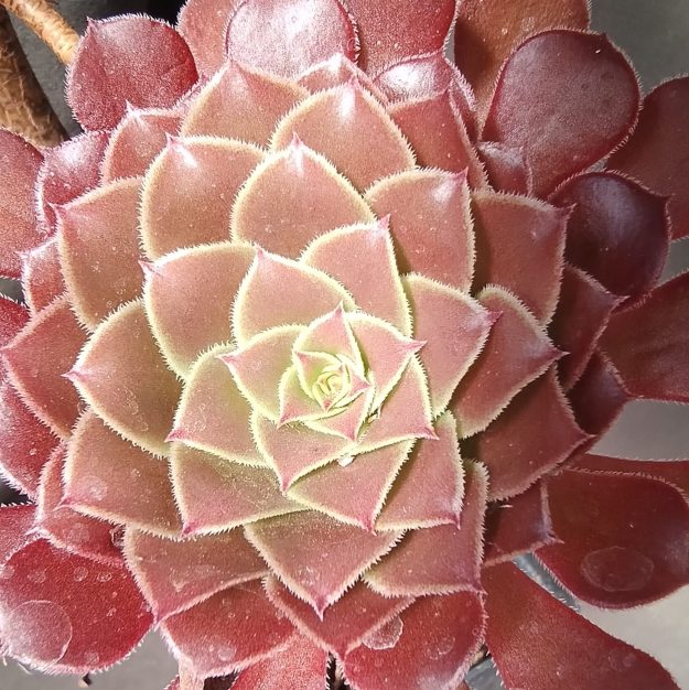 NadinCactus (дочь Ботанички)