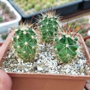 Echinocereus coccineus - v paucispinus, Koehres