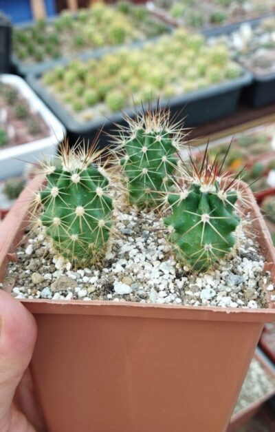 Echinocereus coccineus - v paucispinus, Koehres