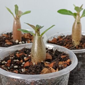 Adenium obesum (аденіум) молодь