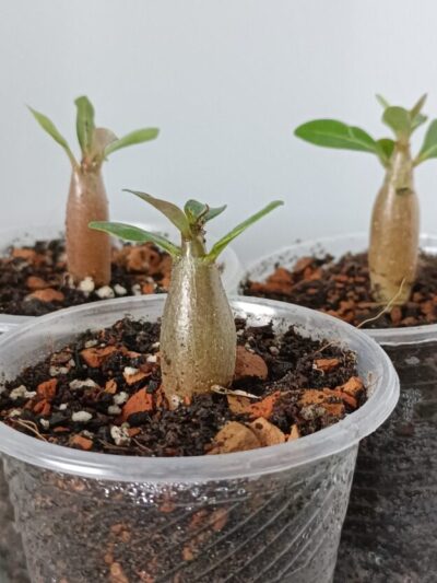 Adenium obesum (аденіум) молодь
