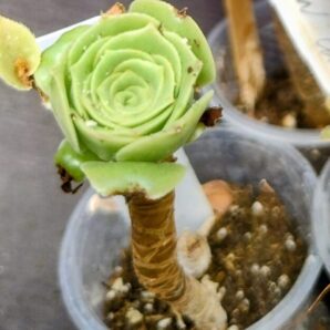 aeonium Green Cashemere(пахне як Velour)