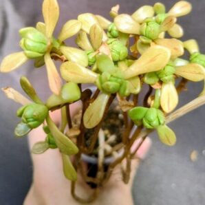 aeonium SEDIFOLIUM