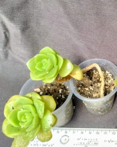 Aeonium Lily Pad
