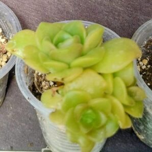 Aeonium Lily Pad