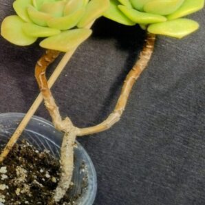 Aeonium Lily Pad