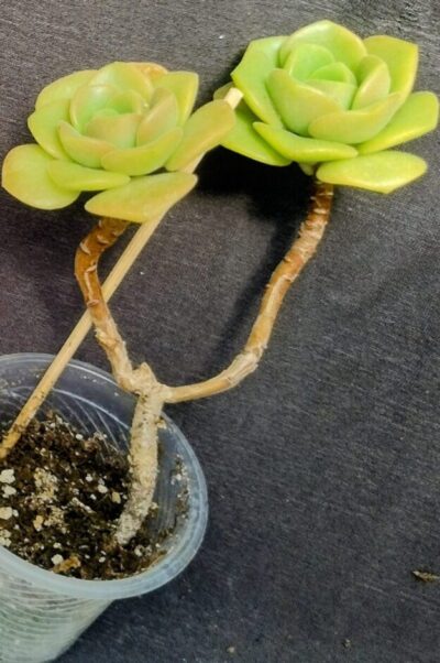 Aeonium Lily Pad