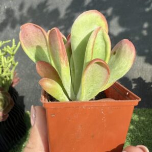 Kalanchoe Oricula