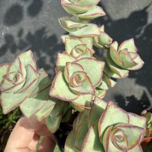 Crassula Perforata Giant form