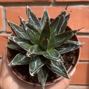 Agave Victoria Reginae