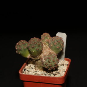 Puna bonnieae