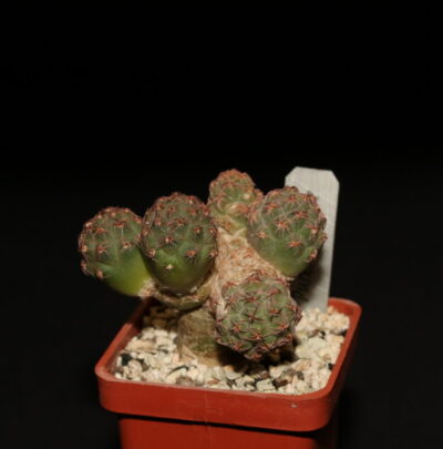 Puna bonnieae