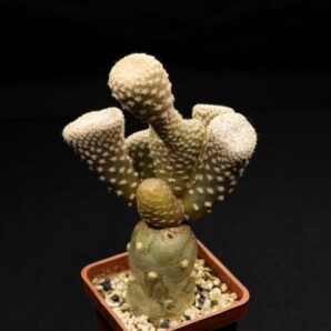 Puna clavarioides2