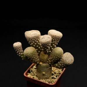 Puna clavarioides1