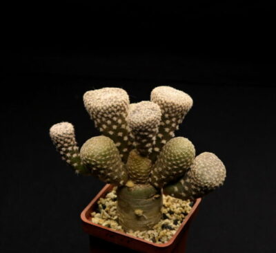 Puna clavarioides1