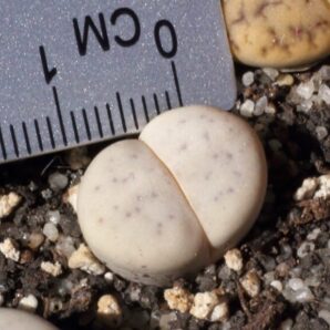 Ruschiorum C102