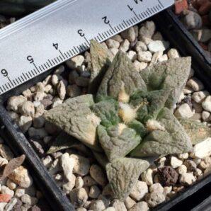 Ariocarpus fissuratus