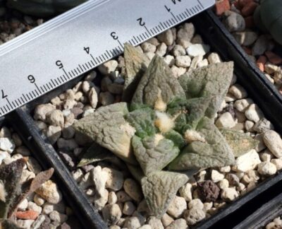 Ariocarpus fissuratus