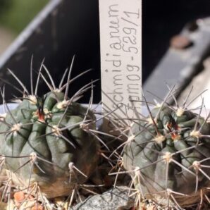 Gymnocalycium schmidianum TOM 09-529/1 пара