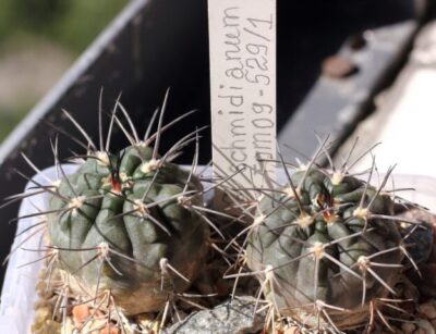 Gymnocalycium schmidianum TOM 09-529/1 пара