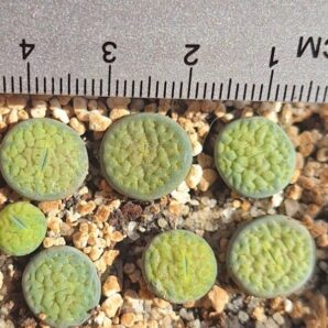 Lithops hookeri v. dabneri 'Annarosa'