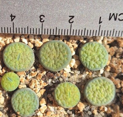 Lithops hookeri v. dabneri 'Annarosa'