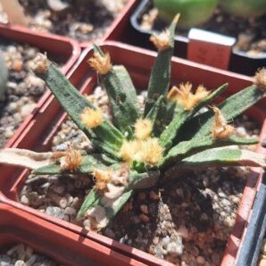 Ariocarpus agavoides