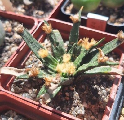 Ariocarpus agavoides