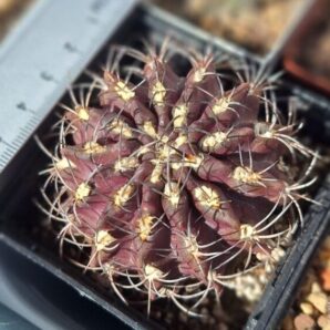 Neochilenia taltalensis