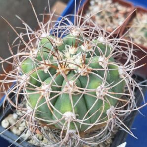 Gymnocalycium acorrugatum HV 289