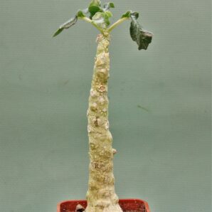 dorstenia-gypsophila-somalia-1.
