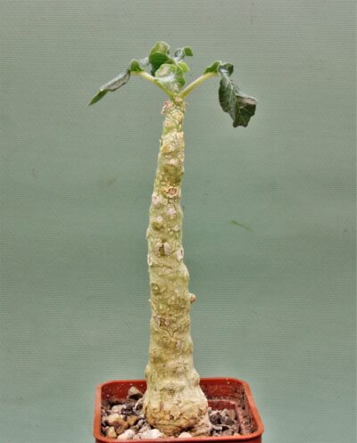 dorstenia-gypsophila-somalia-1.