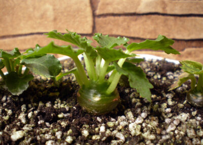 Dorstenia horwoodii - Зображення 2
