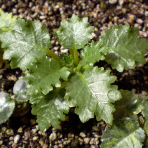 Dorstenia horwoodii