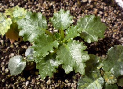 Dorstenia horwoodii