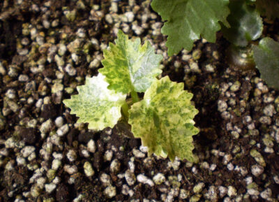 Dorstenia horwoodii 'variegata' №1 - Зображення 3
