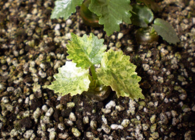Dorstenia horwoodii 'variegata' №1 - Зображення 2