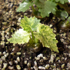 Dorstenia horwoodii 'variegata' №1